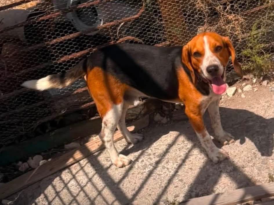 Adotta un cane, maschio, 4 anni, Siracusa