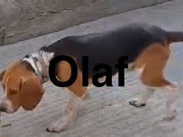 Adotta un cane, taglia piccola, maschio, Siracusa