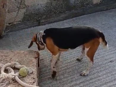 Vuoi adottare un cane a Siracusa?