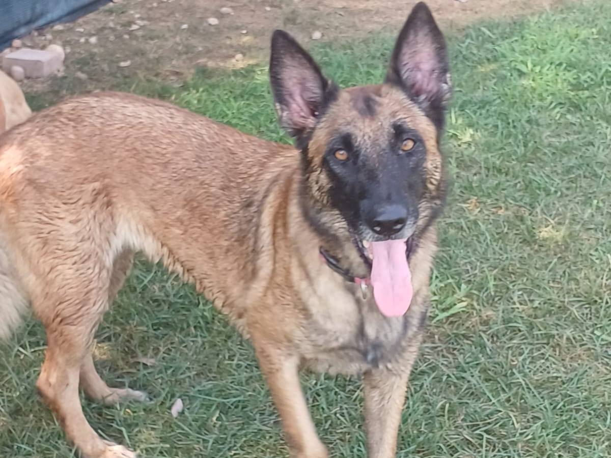 Vuoi adottare un cane a Mantova?