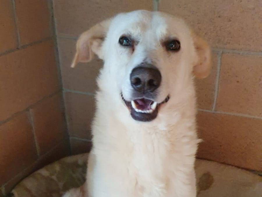 Adotta un cane, taglia media, maschio, Milano