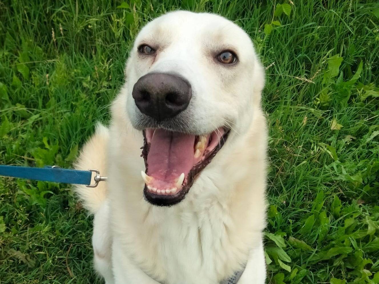 Vuoi adottare un cane a Milano?