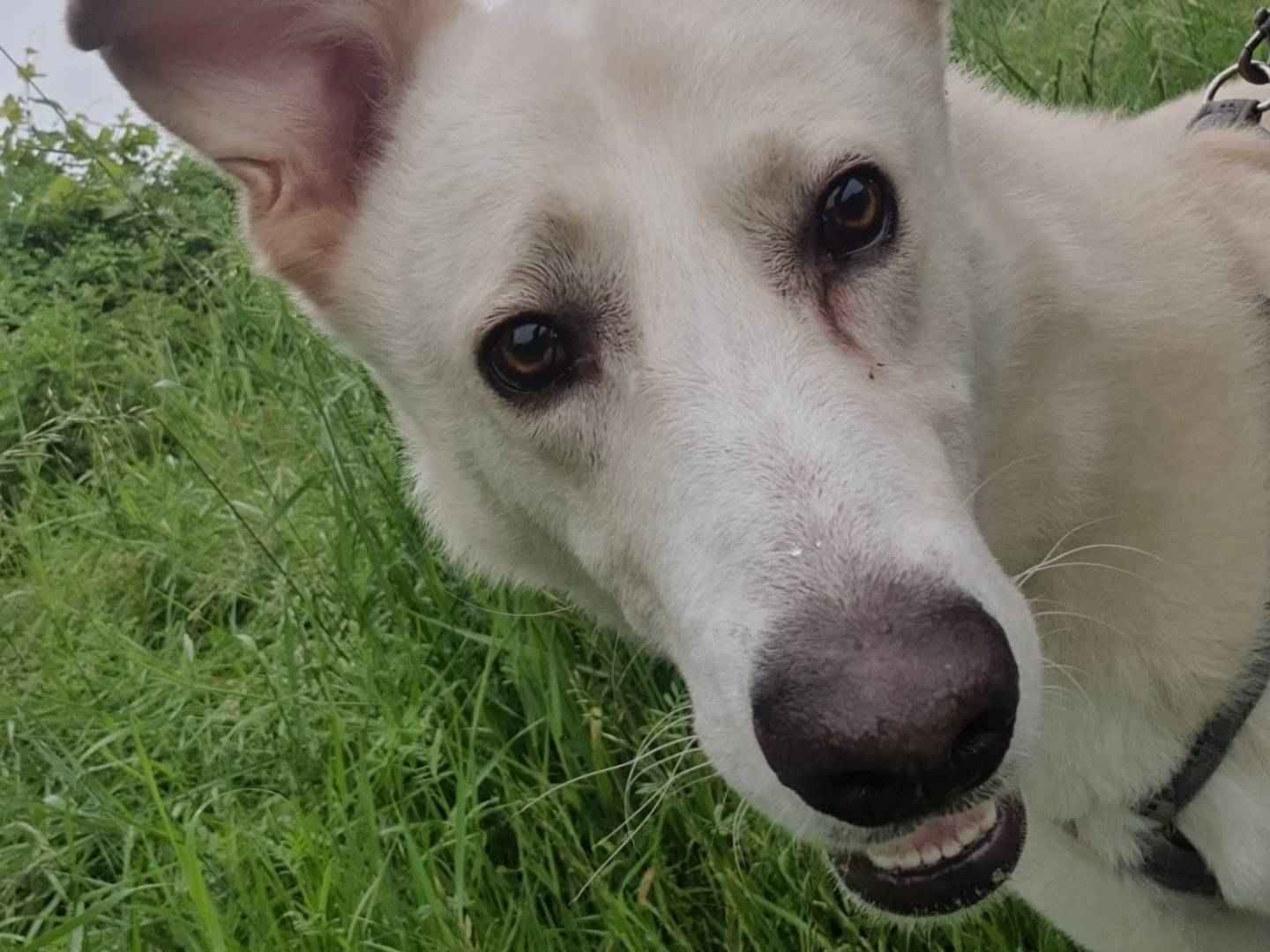 Adotta il cane Oliver a Milano