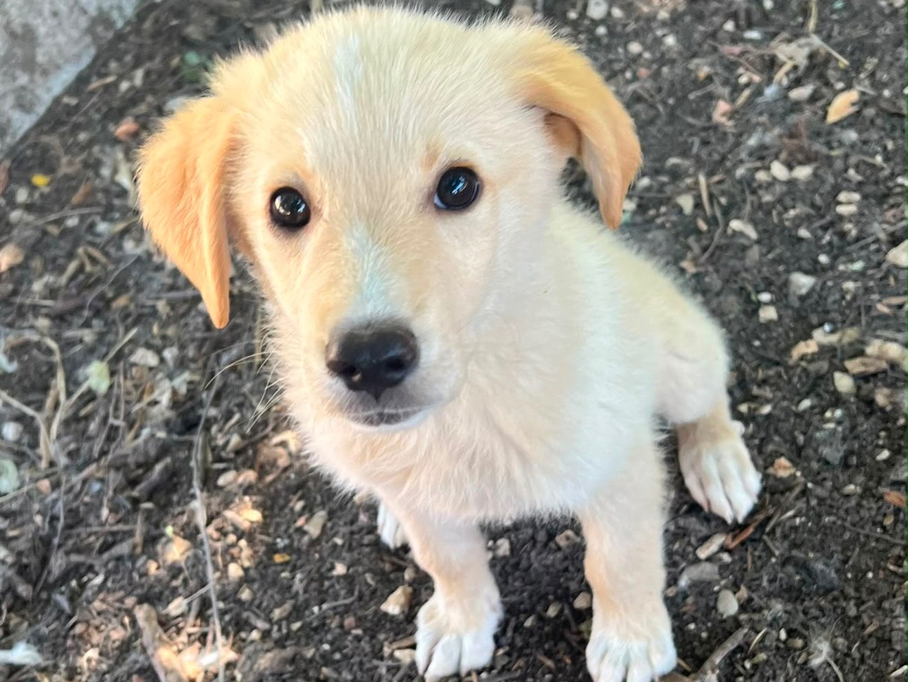 Vuoi adottare un cane a Caserta?