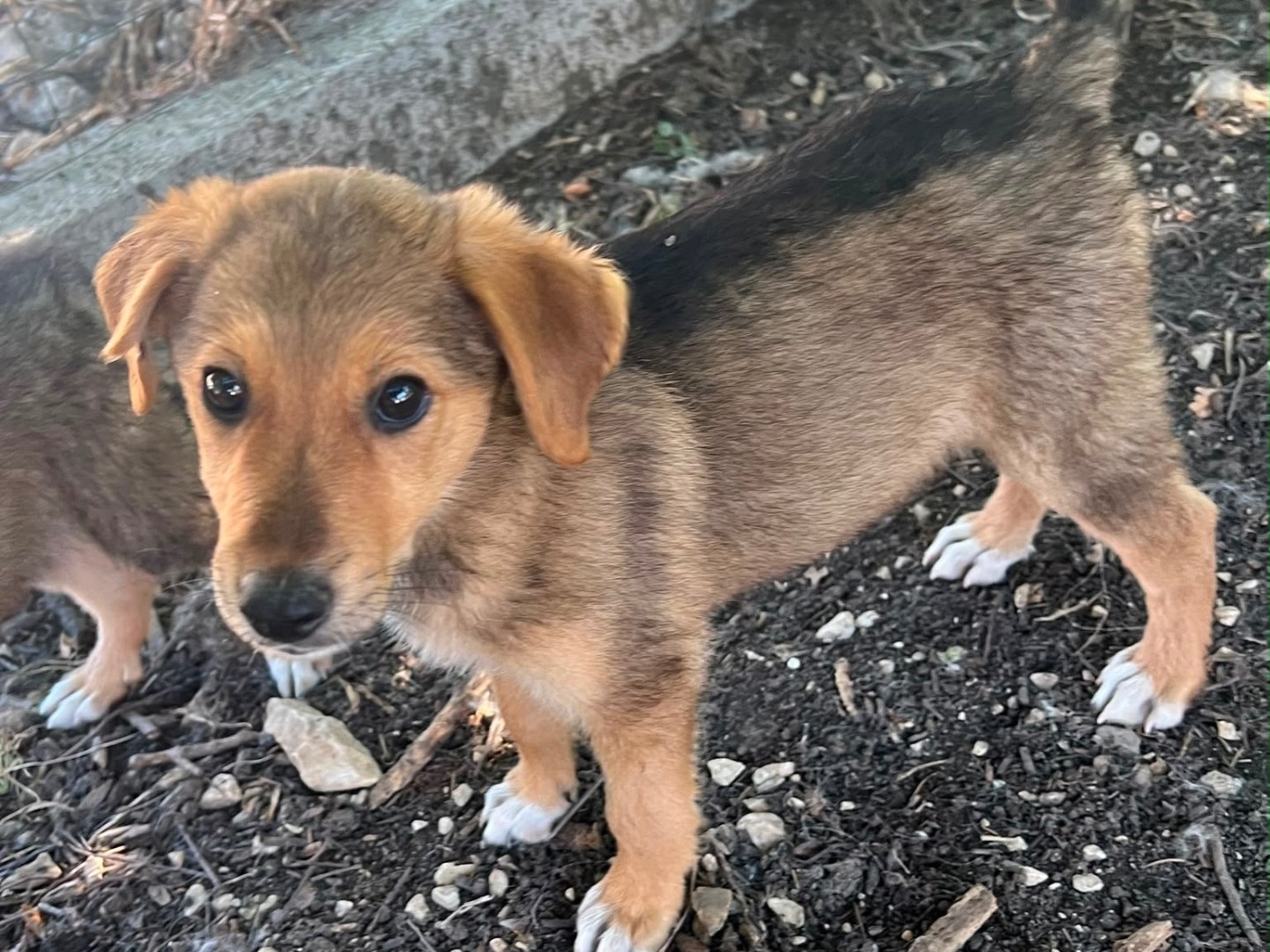 Adozione cane, maschio, Razza sconosciuta Razza sconosciuta, 3 mesi, taglia media, Caserta