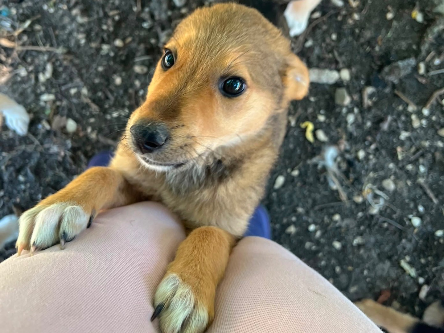 Adotta un cane, maschio, 3 mesi, Caserta