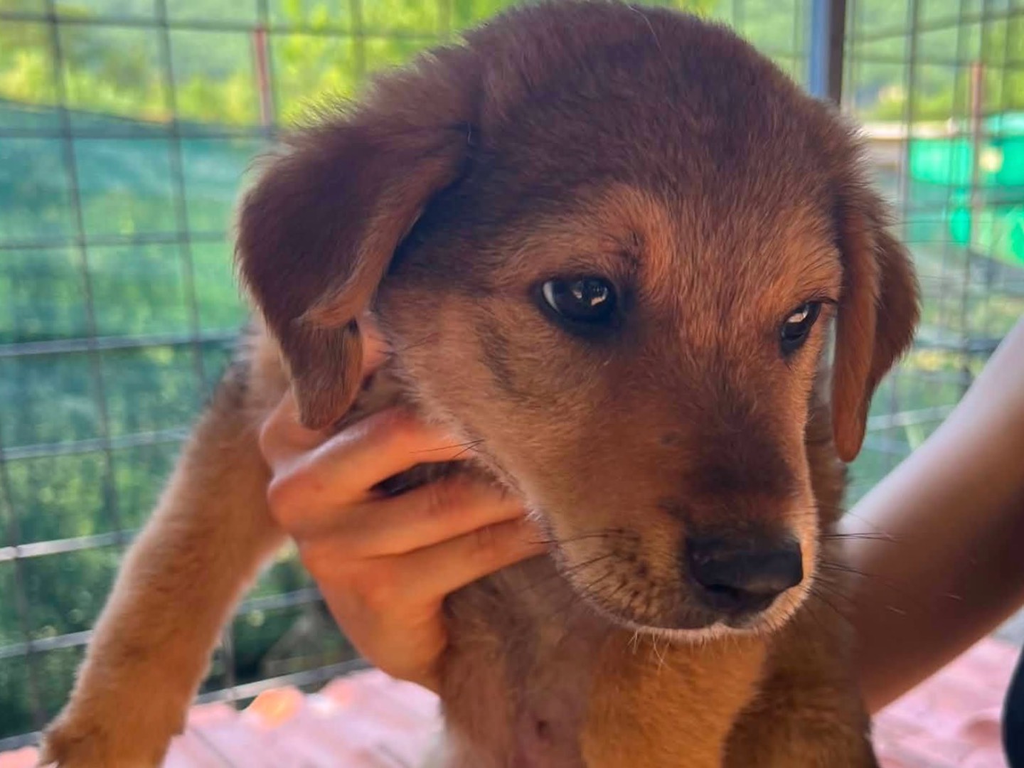 Adotta un cane, taglia media, maschio, Caserta