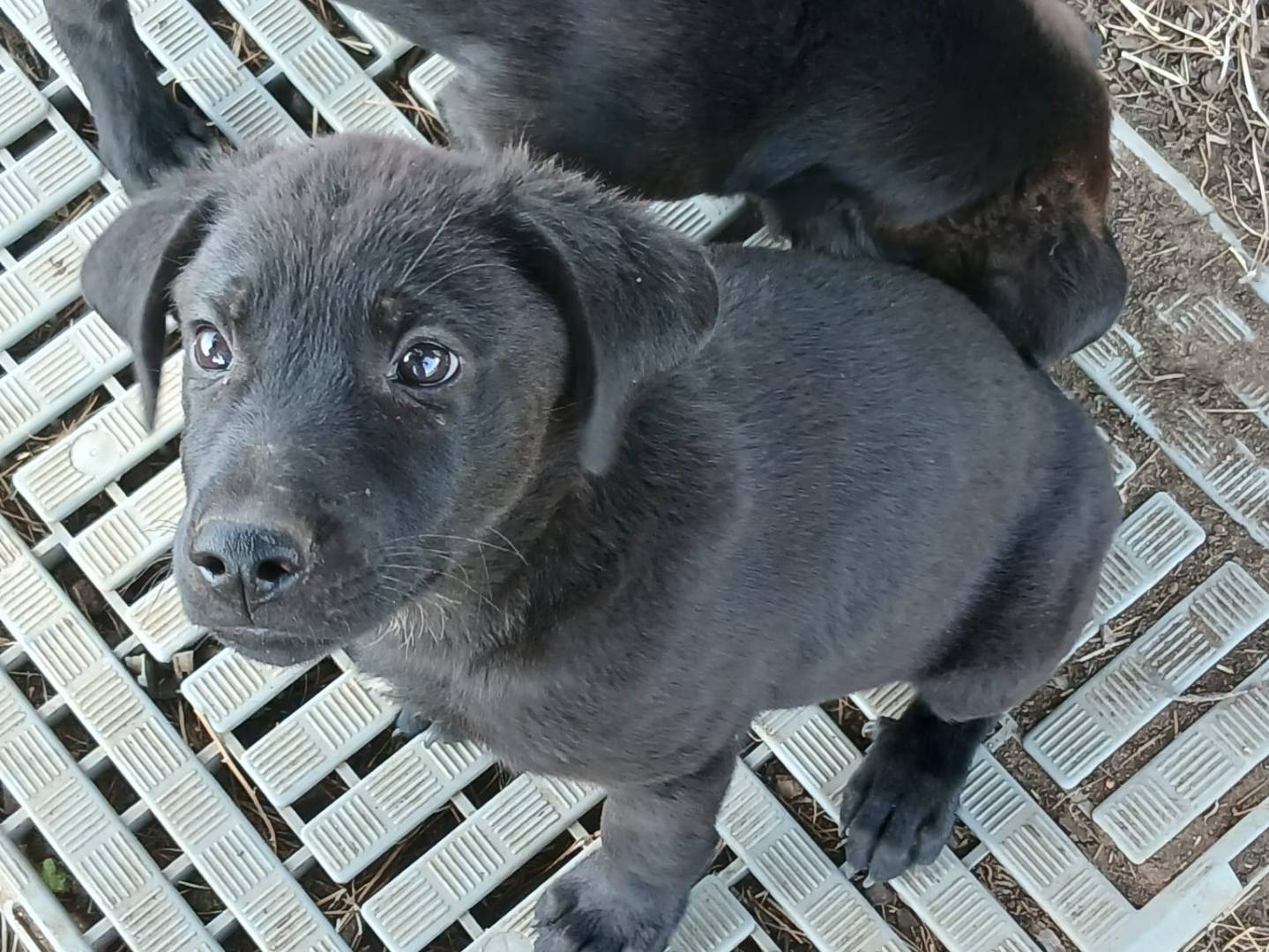 Adozione cane, maschio, Razza sconosciuta Razza sconosciuta, 2 mesi, taglia media, Crotone