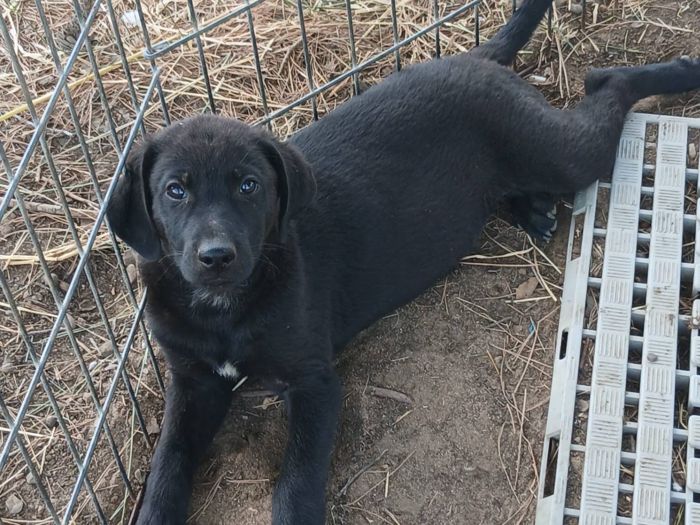 Adotta un cane, taglia media, maschio, Crotone