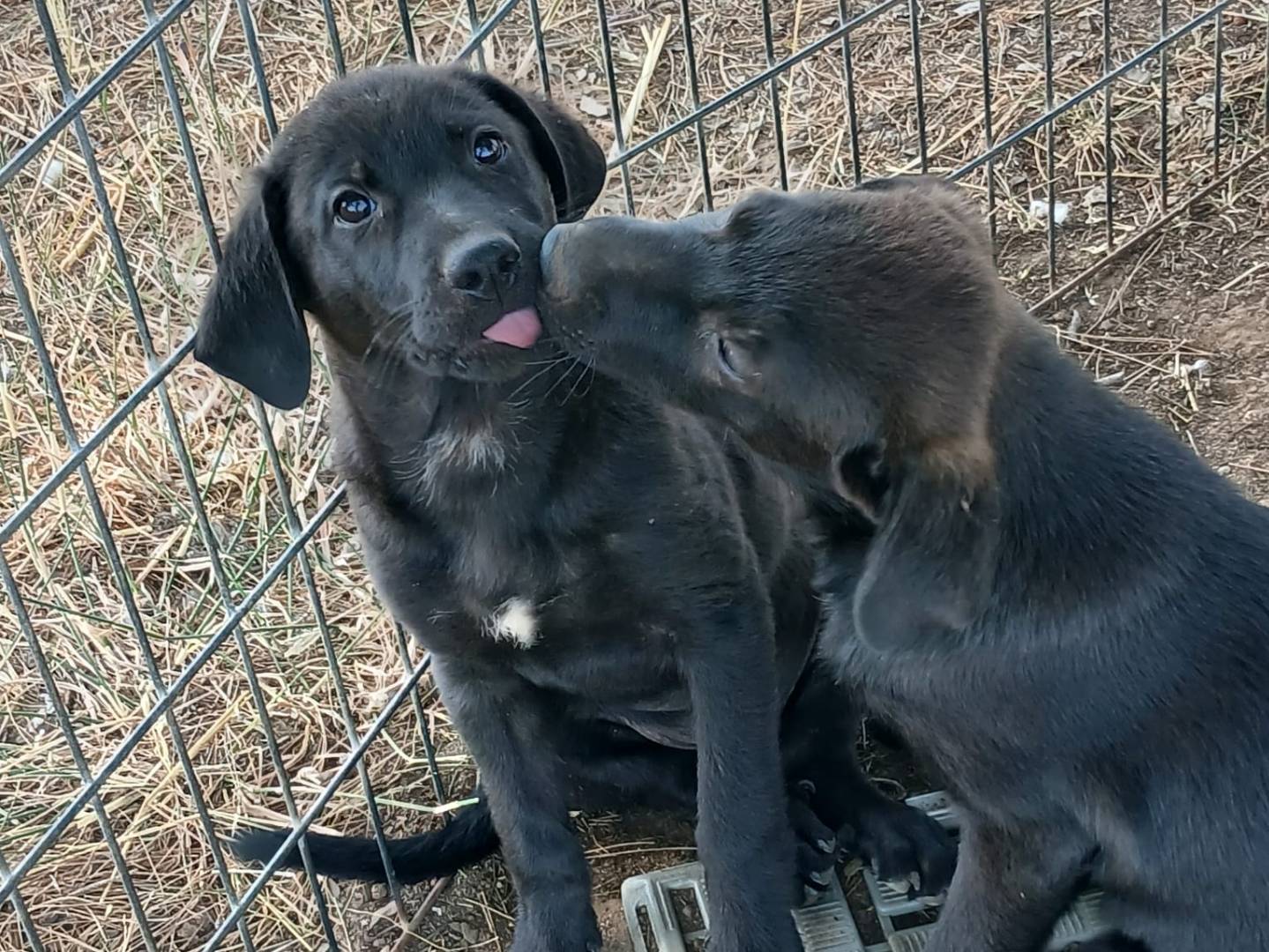 Vuoi adottare un cane a Crotone?
