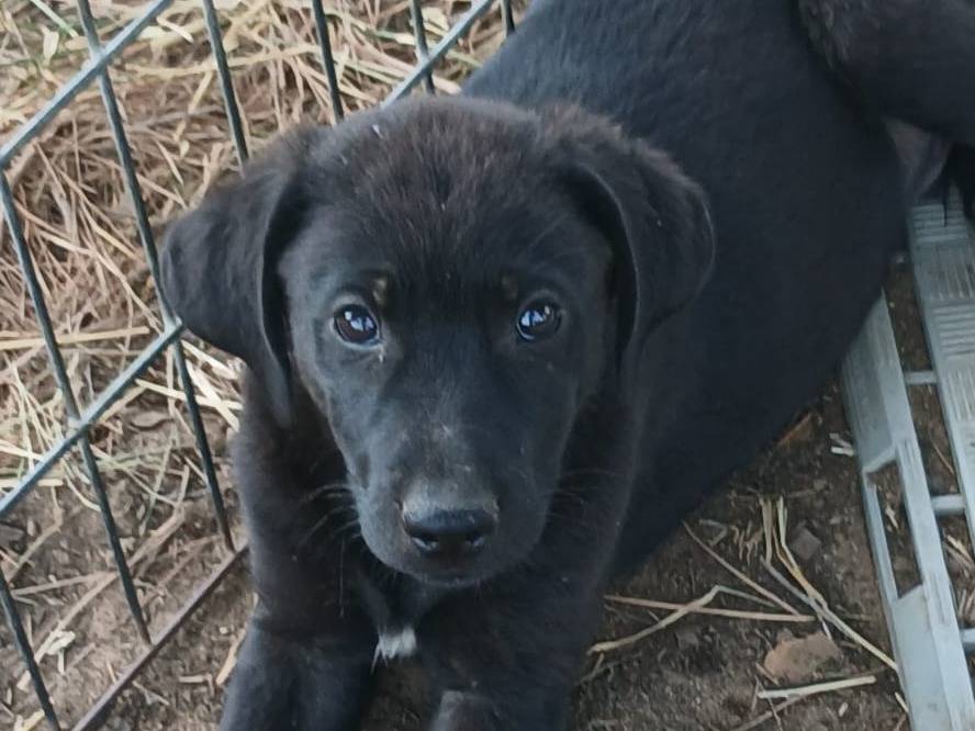 Adotta un cane, maschio, 2 mesi, Crotone