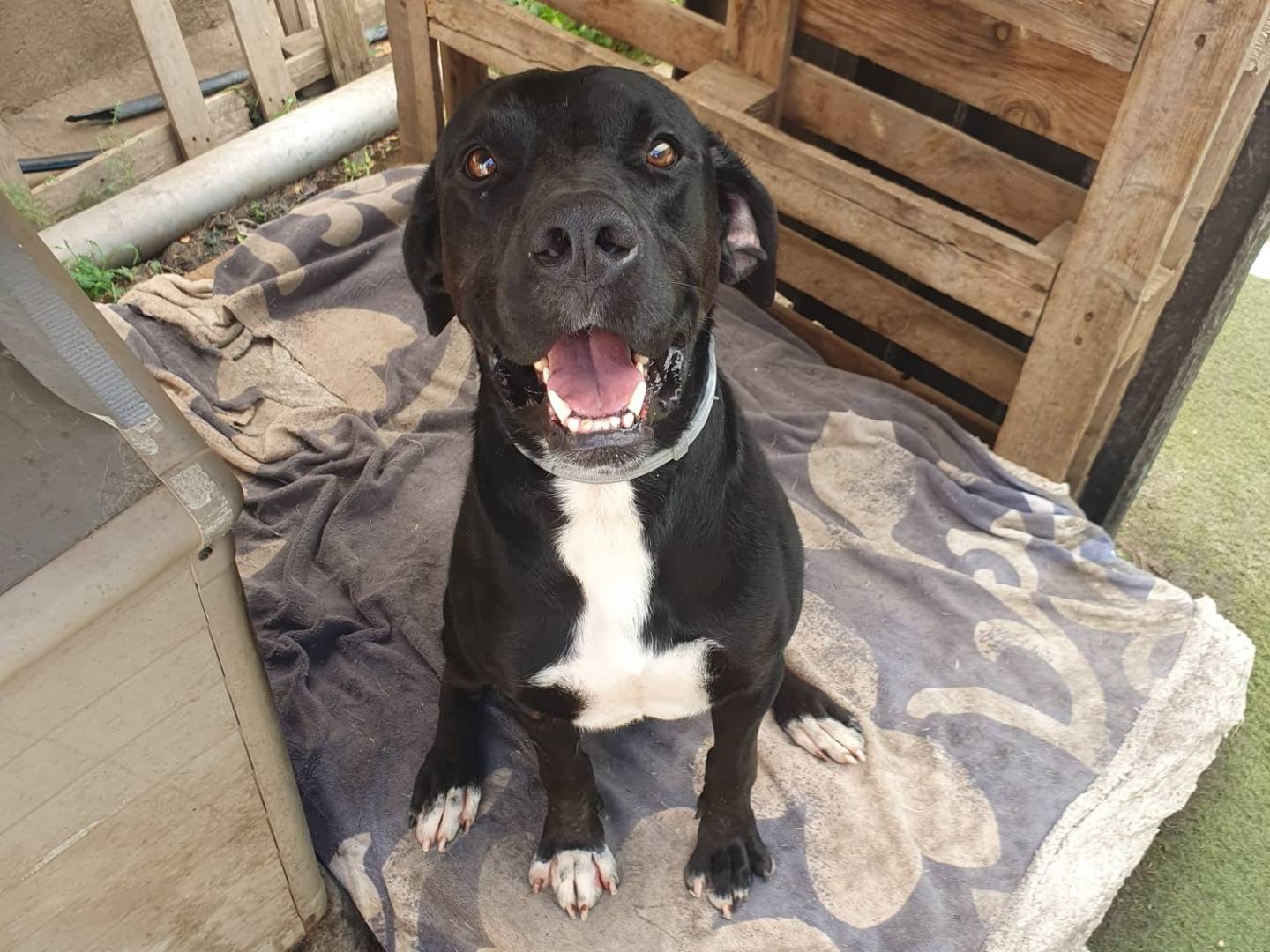 Adozione cane, maschio, Razza sconosciuta Razza sconosciuta, 1 anno e 8 mesi, taglia media, Crotone