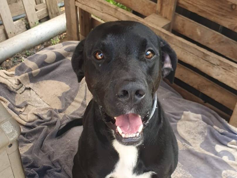 Adotta un cane, maschio, 1 anno e 8 mesi, Crotone