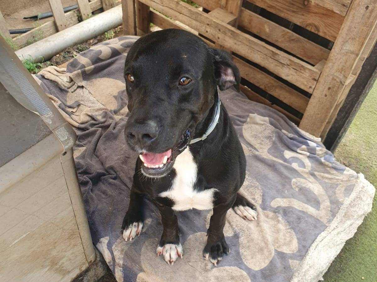 Adotta un cane, taglia media, maschio, Crotone