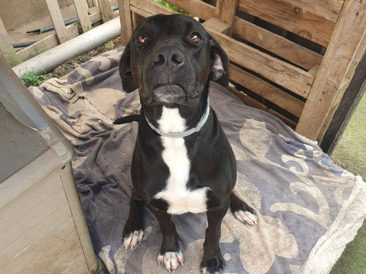 Vuoi adottare un cane a Crotone?