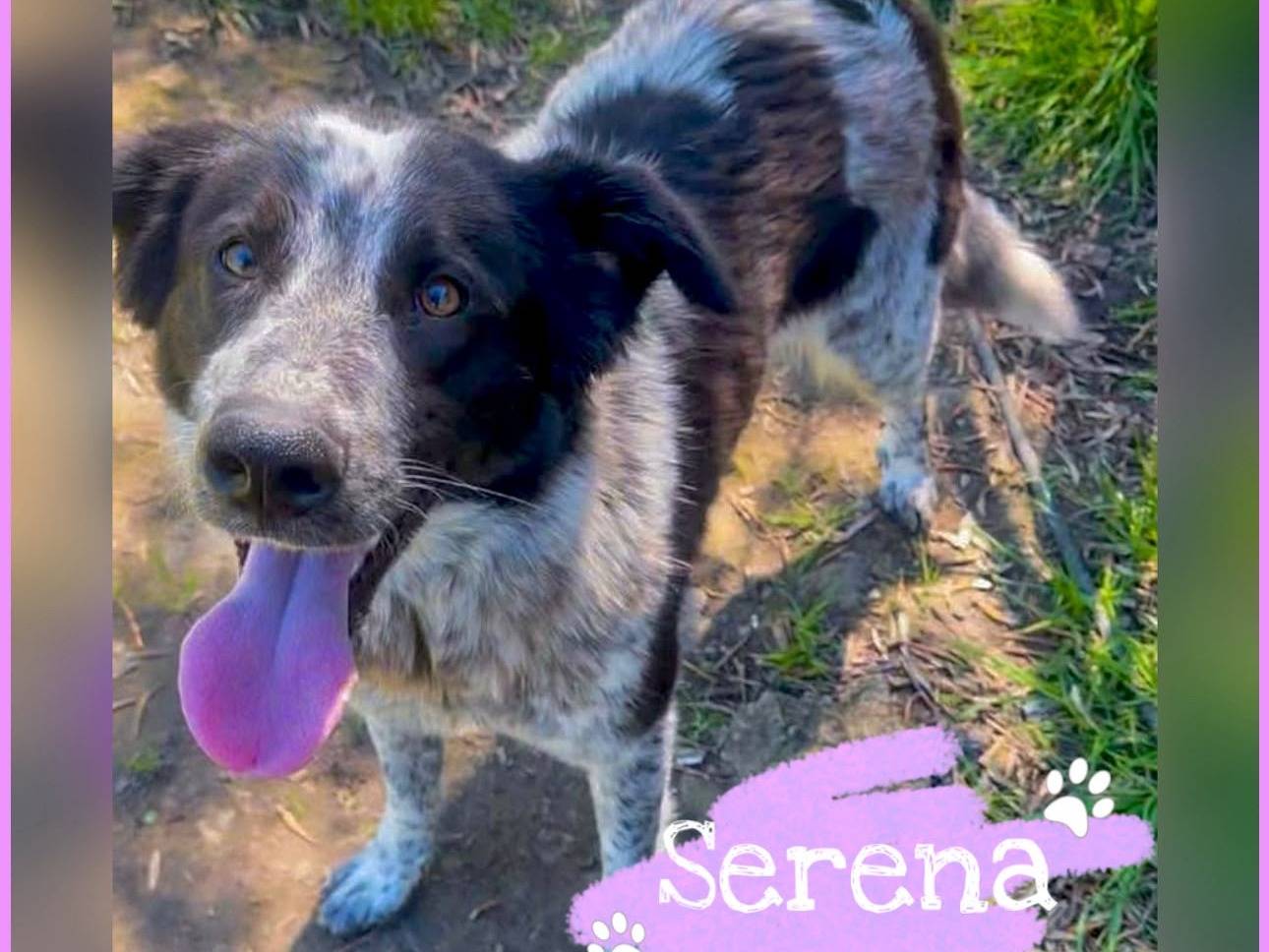 Adozione cane, femmina, Razza sconosciuta Razza sconosciuta, 1 anno e 7 mesi, taglia media, Crotone