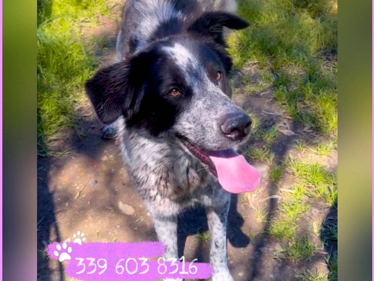 Adotta un cane, femmina, 1 anno e 7 mesi, Crotone