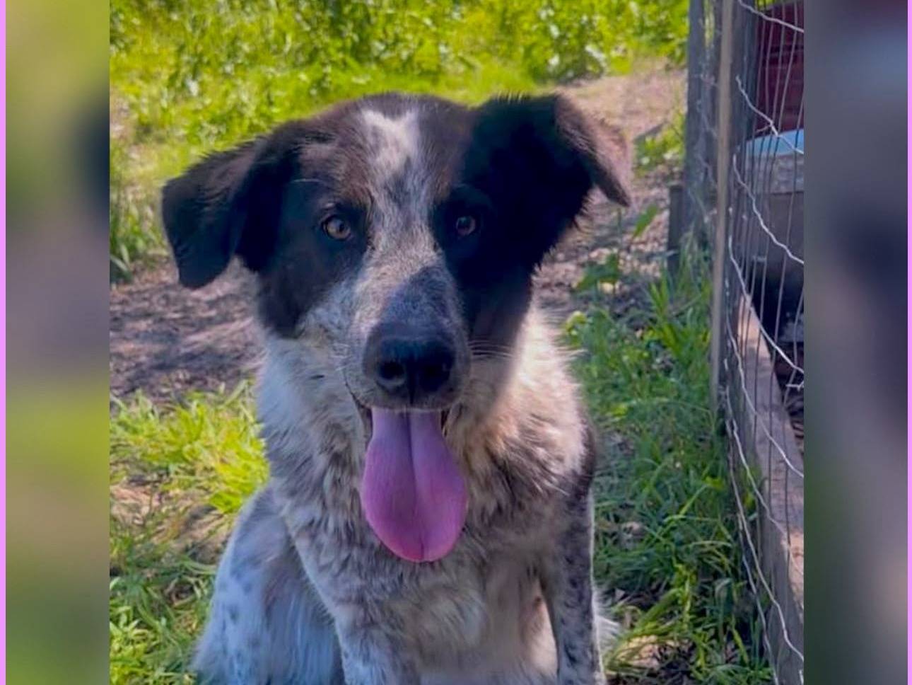 Adotta un cane, taglia media, femmina, Crotone