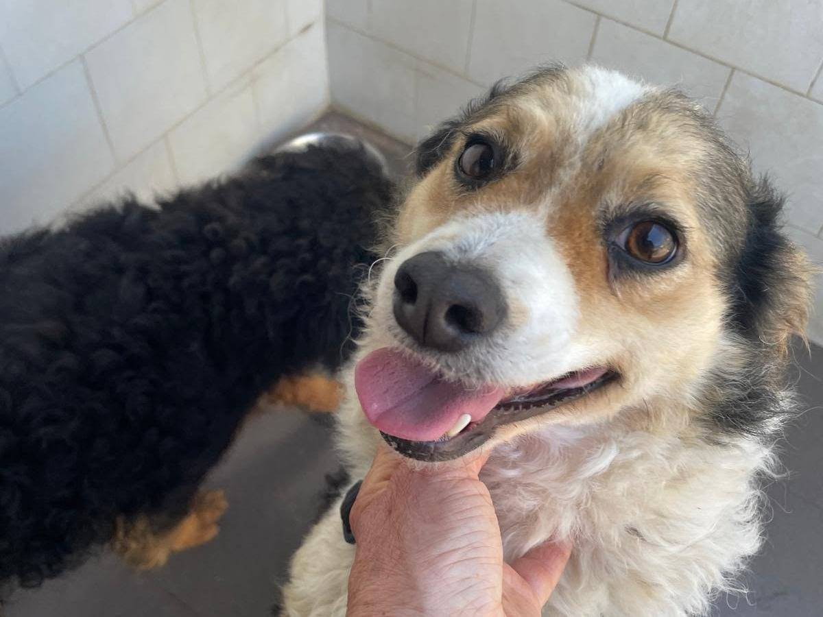 Vuoi adottare un cane a Caserta?