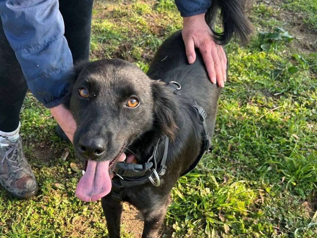 Adotta il cane PLUTO a Caserta