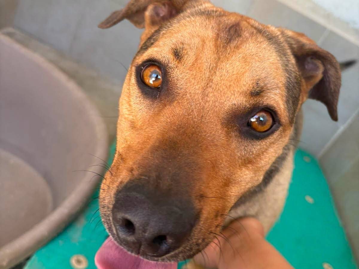 Adotta il cane Thor a Caserta