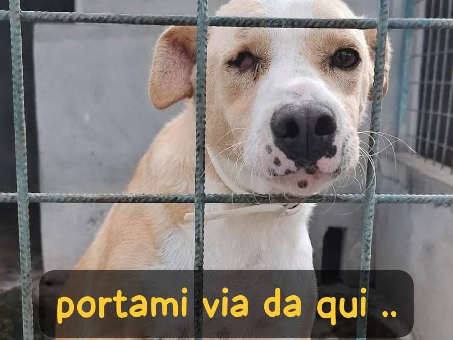 Adozione cane, femmina, Razza sconosciuta Razza sconosciuta, 5 anni e 1 mese, taglia media, Asti