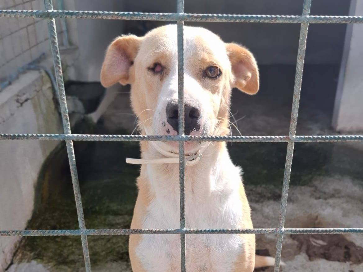 Adotta un cane, taglia media, femmina, Asti