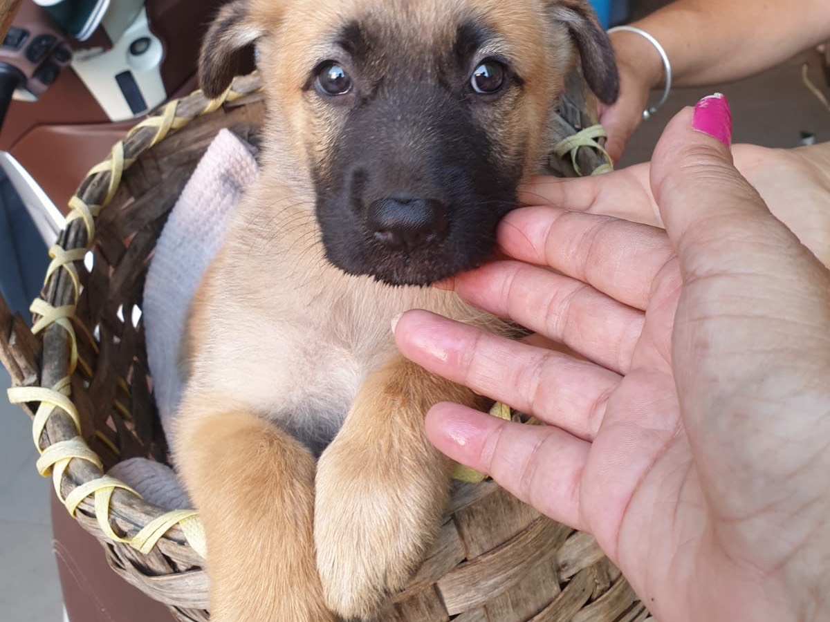 Adozione cane, femmina, Pastore tedesco Razza sconosciuta, 2 mesi, taglia grande, Vibo