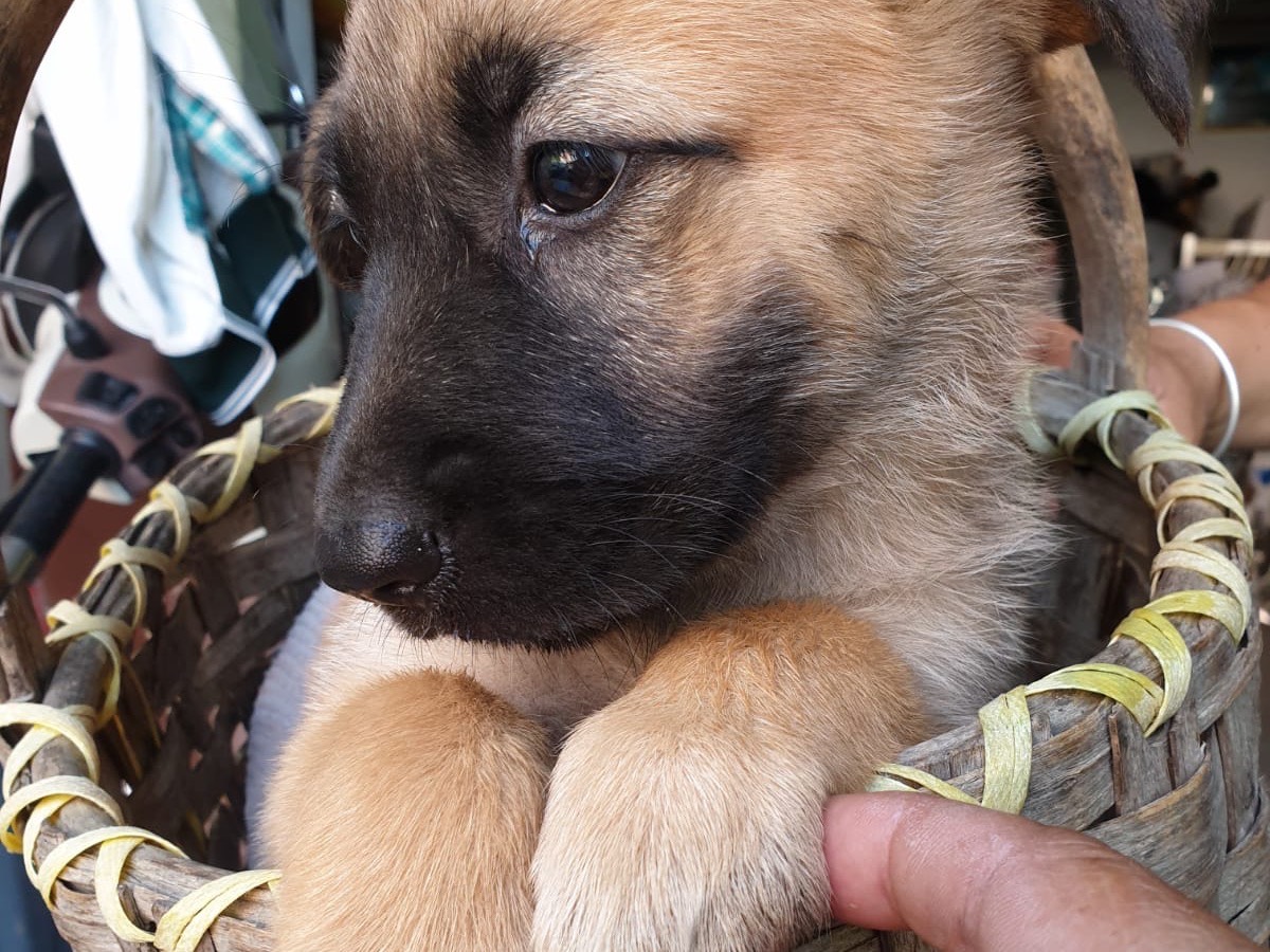 Adotta un cane, taglia grande, femmina, Vibo