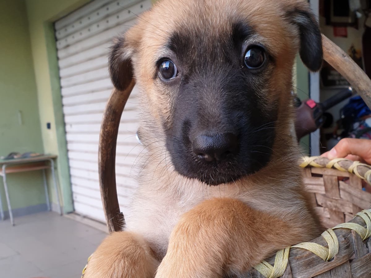 Vuoi adottare un cane a Vibo?