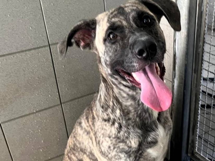 Adozione cane, maschio, Razza sconosciuta Razza sconosciuta, 1 anno, taglia grande, Milano