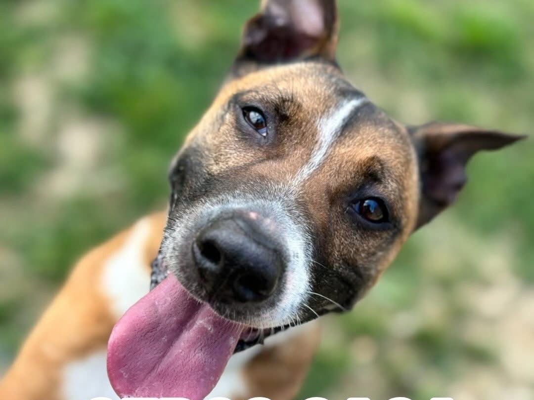 Adozione cane, maschio, Razza sconosciuta Razza sconosciuta, 7 anni e 1 mese, taglia media, Savona
