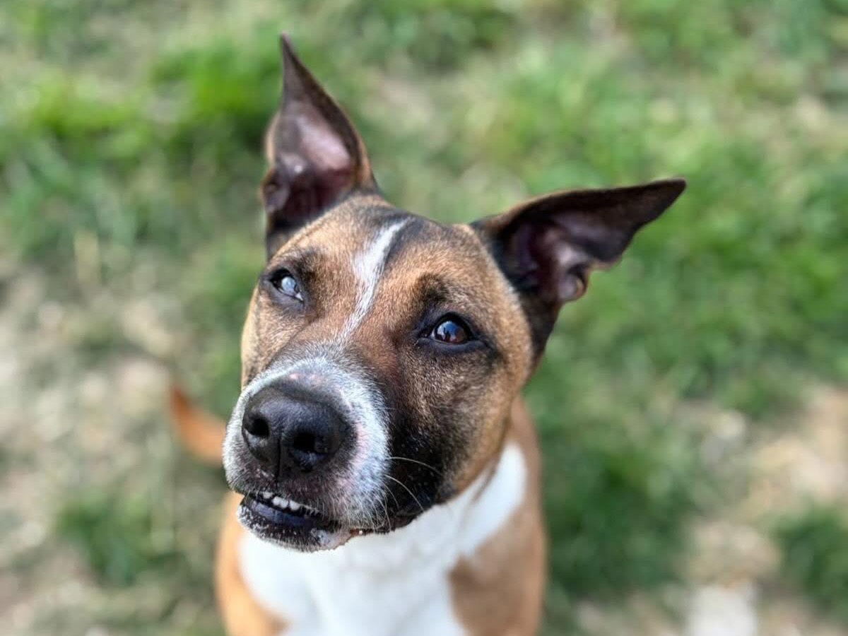 Adotta un cane, maschio, 7 anni e 1 mese, Savona