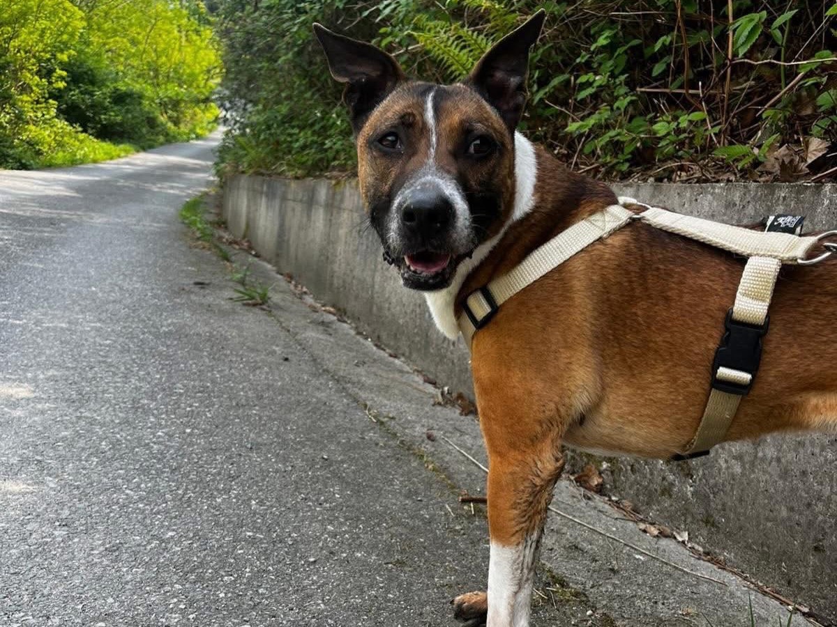 Adotta un cane, taglia media, maschio, Savona