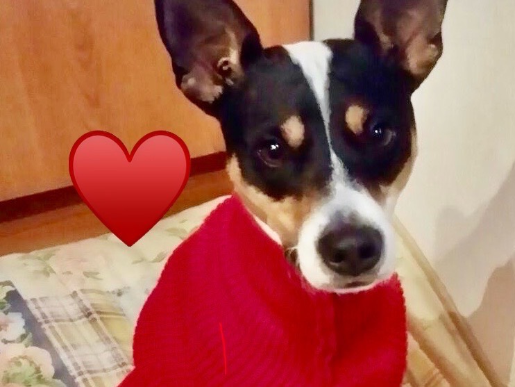 Adotta il cane Toby a Milano