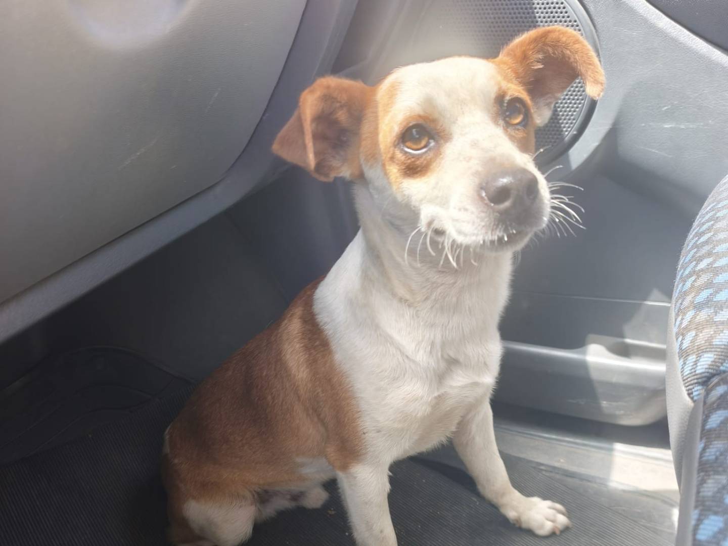 Adozione cane, maschio, Razza sconosciuta Razza sconosciuta, 1 anno, taglia piccola, Caserta
