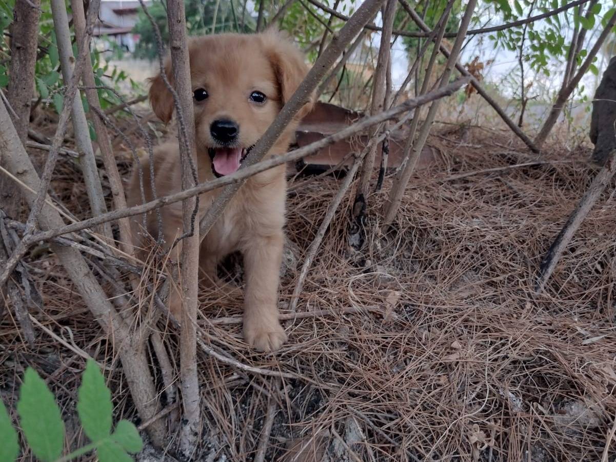 Adotta un cane, taglia piccola, maschio, Catania