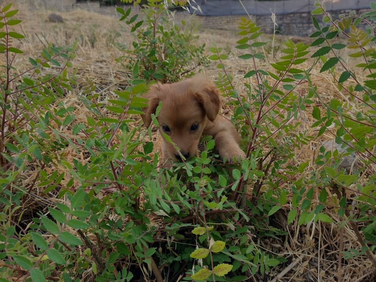 Vuoi adottare un cane a Catania?