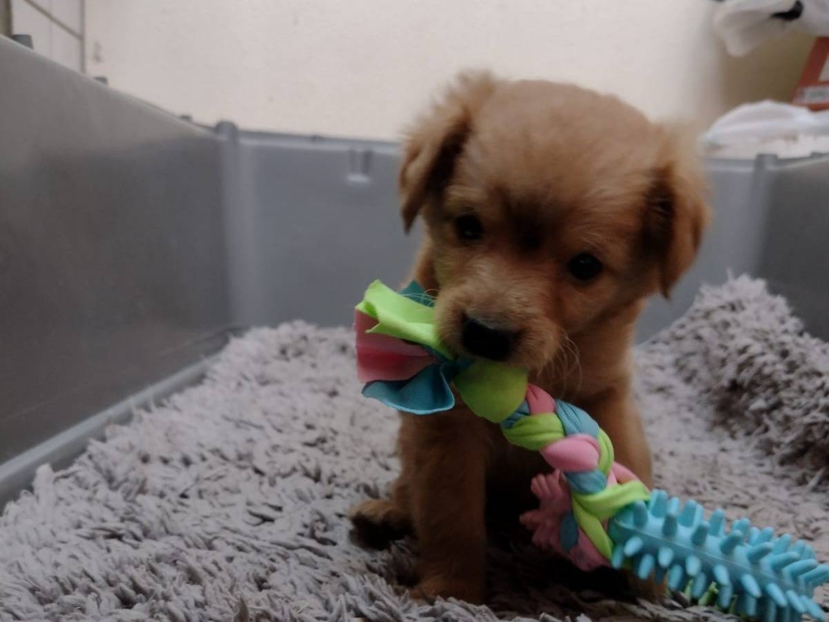 Adotta il cane Dodò a Catania