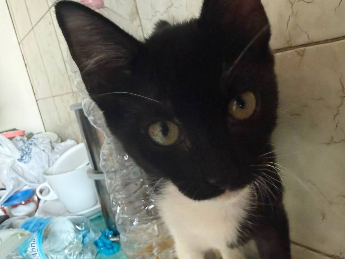 Adozione gatto, maschio, Razza sconosciuta Razza sconosciuta, 4 mesi, taglia non valida, Ragusa