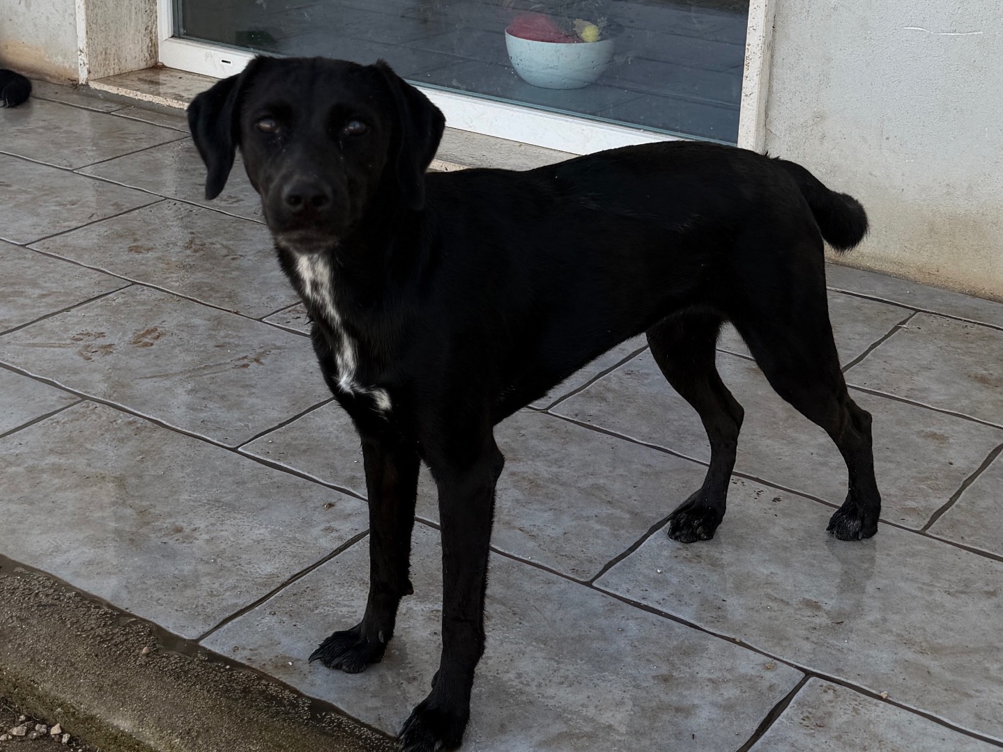 Adozione cane, femmina, Razza sconosciuta Razza sconosciuta, 1 anno, taglia media contenuta, Bari