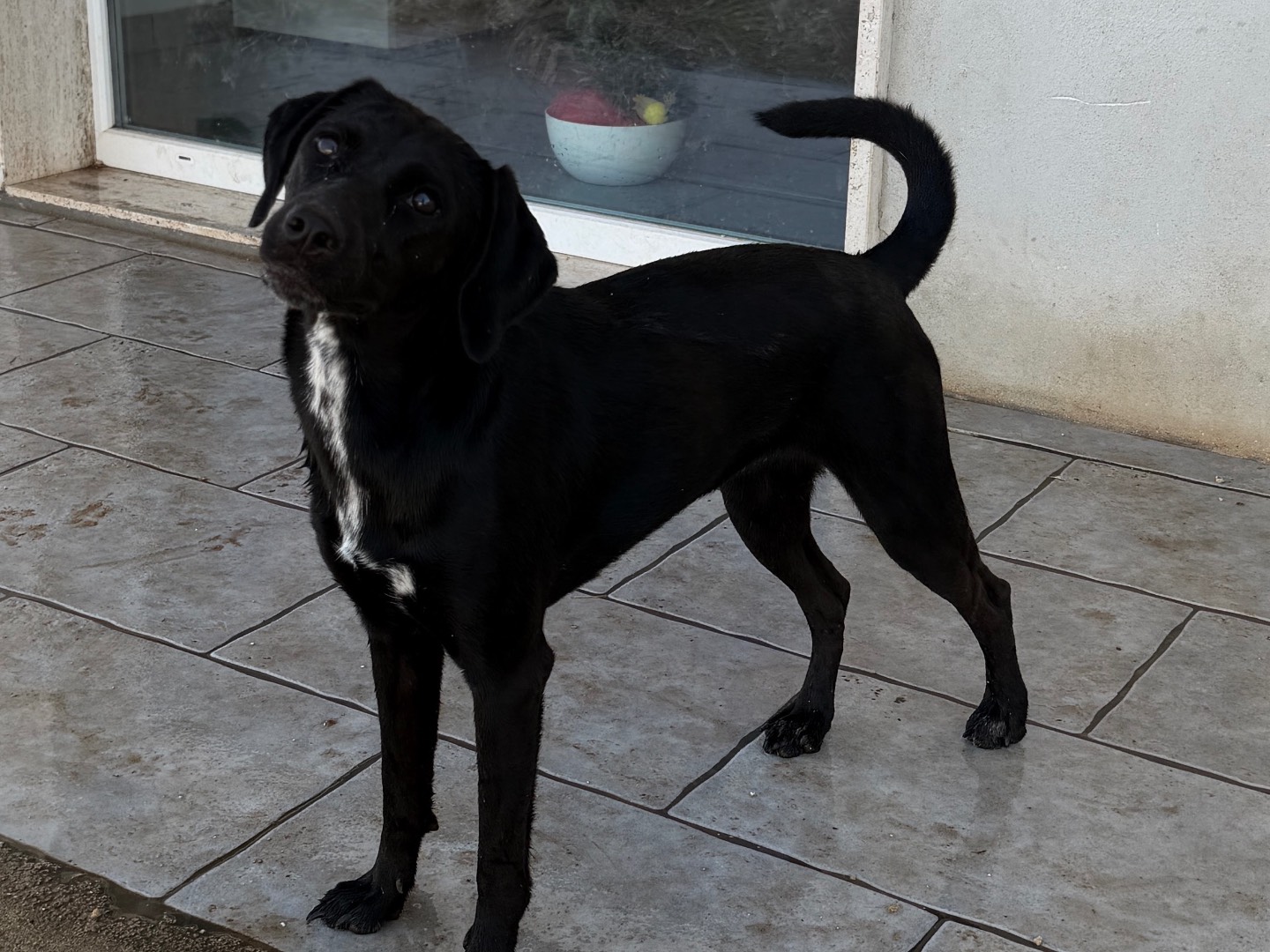 Adotta un cane, femmina, 1 anno, Bari