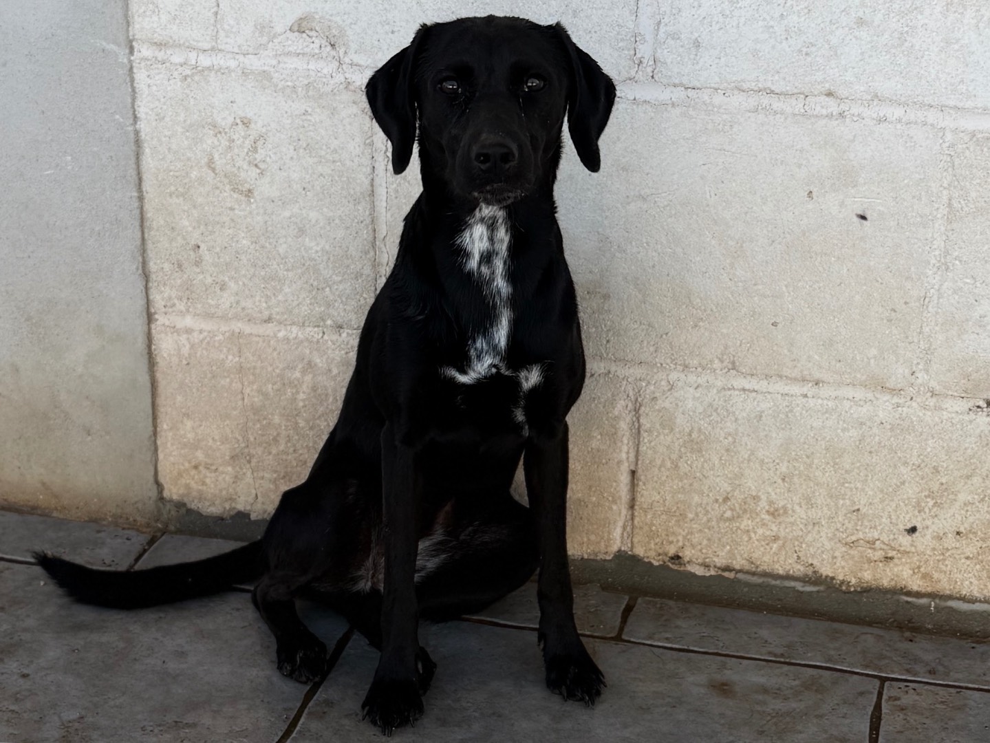 Adotta un cane, taglia media contenuta, femmina, Bari
