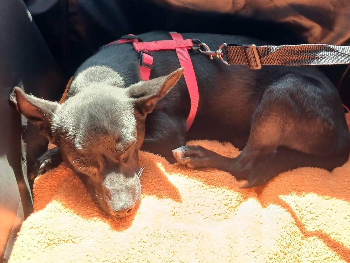 Adozione cane, maschio, Razza sconosciuta Razza sconosciuta, 1 anno e 1 mese, taglia piccola, Foggia