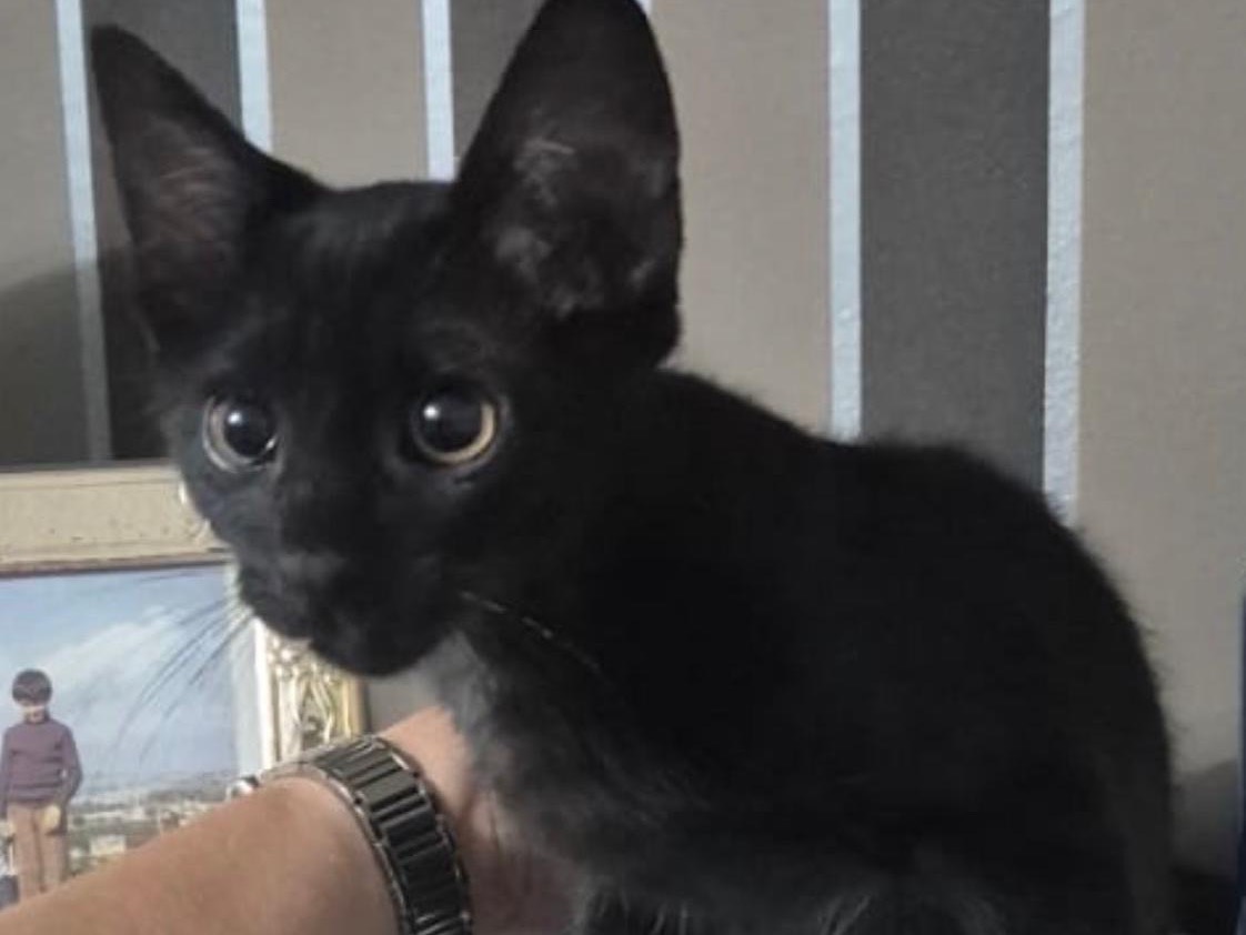 Adotta un gatto, femmina, 3 mesi, Sassari