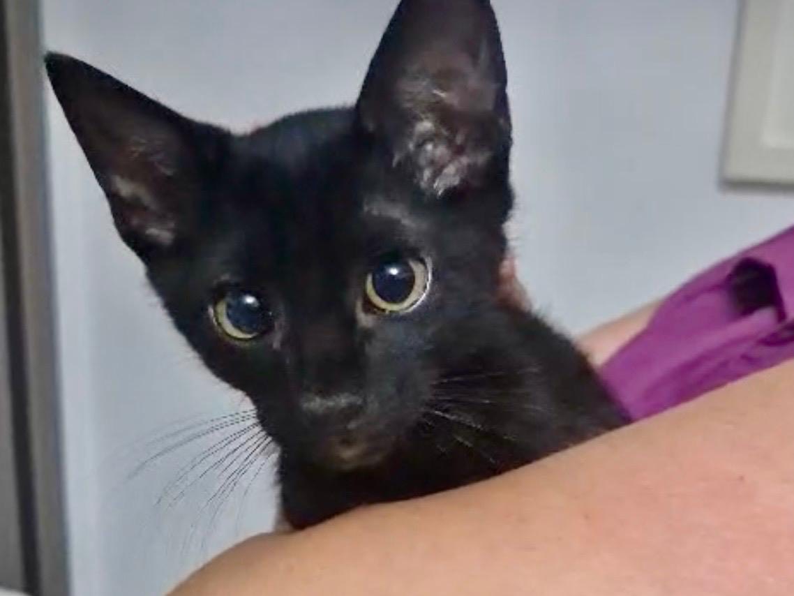 Adozione gatto, femmina, Certosino  Razza sconosciuta, 3 mesi, taglia non valida, Sassari