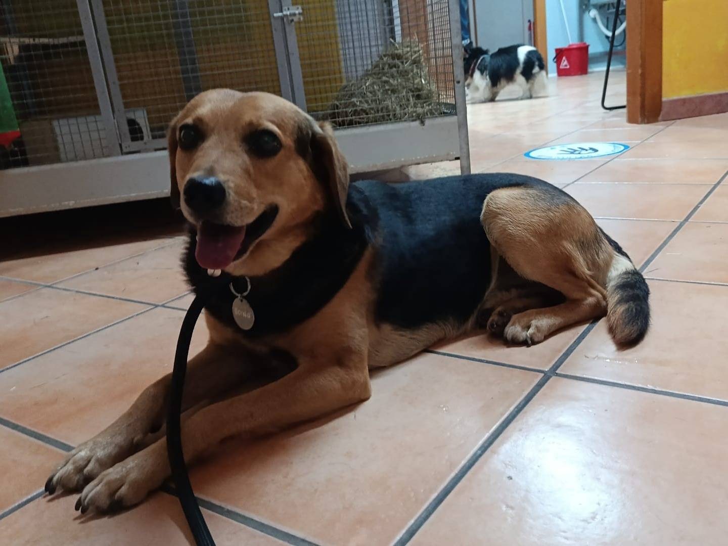 Adozione cane, maschio, Razza sconosciuta Razza sconosciuta, 6 anni e 11 mesi, taglia piccola, Latina