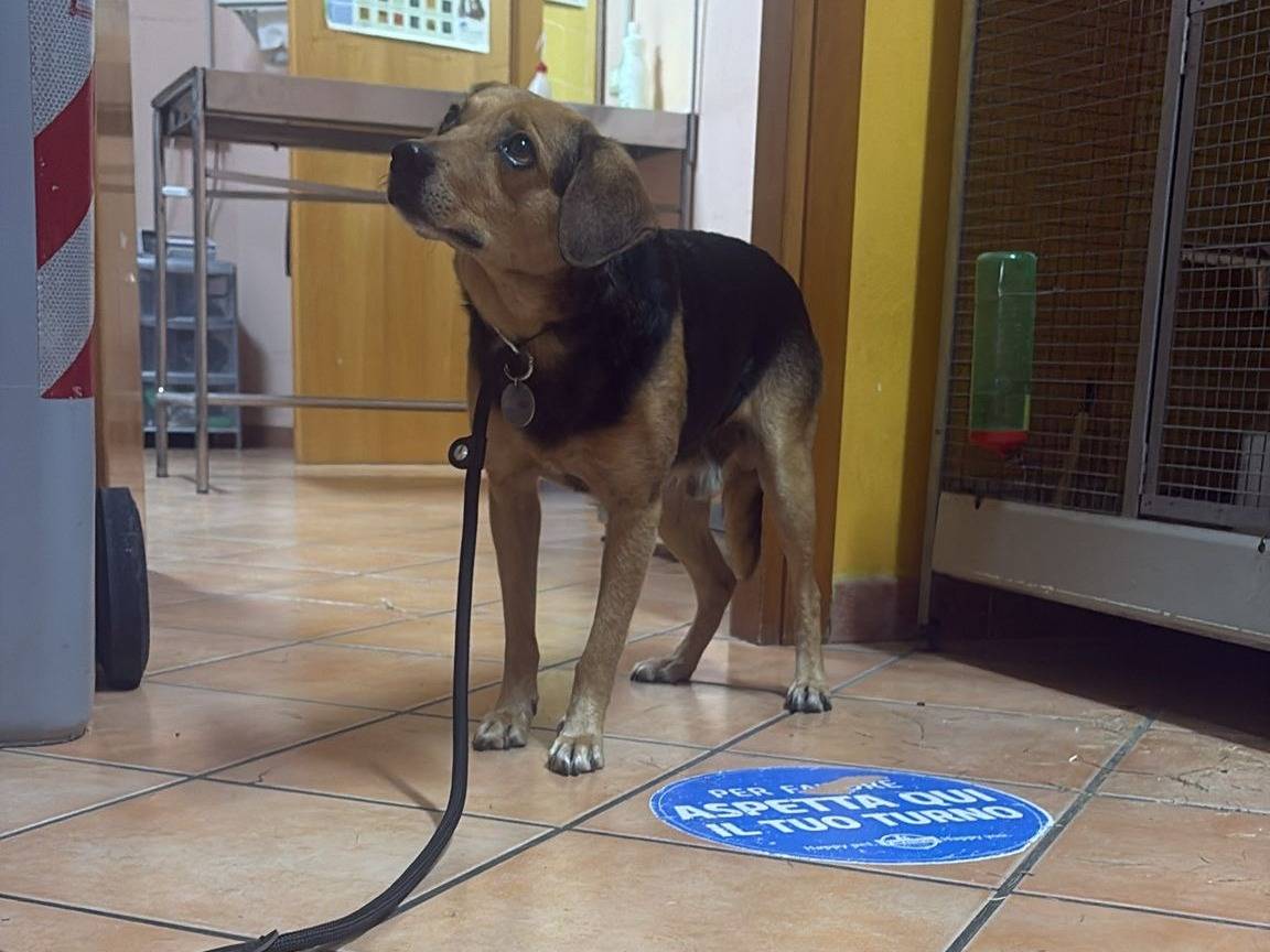 Adotta un cane, maschio, 6 anni e 11 mesi, Latina
