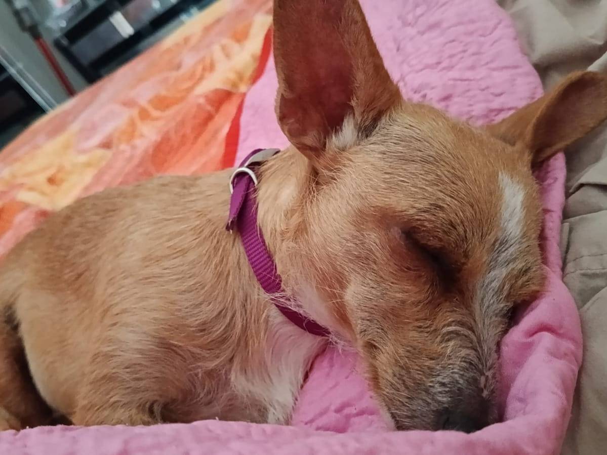 Adozione cane, femmina, Razza sconosciuta Razza sconosciuta, 3 anni e 4 mesi, taglia piccola, Latina