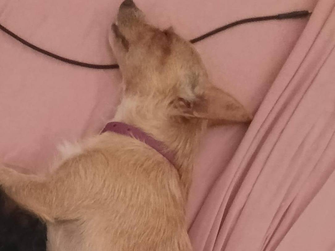 Adotta un cane, femmina, 3 anni e 4 mesi, Latina